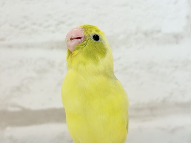 マメルリハ