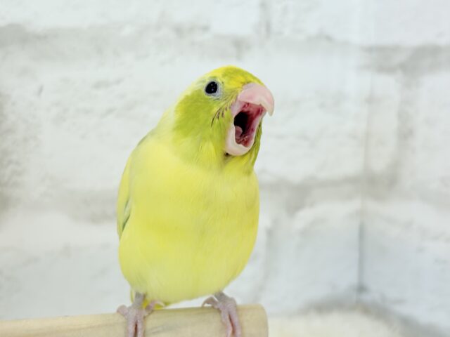 【最新画像・動画更新🪄ひとり餌になりました☆】不思議カラー🐣🫛🪅わくわく上昇中~♩♩マメルリハ(パイド系) ヒナ マメルリハ