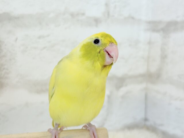 【最新画像・動画更新🪄ひとり餌になりました☆】不思議カラー🐣🫛🪅わくわく上昇中~♩♩マメルリハ(パイド系) ヒナ マメルリハ