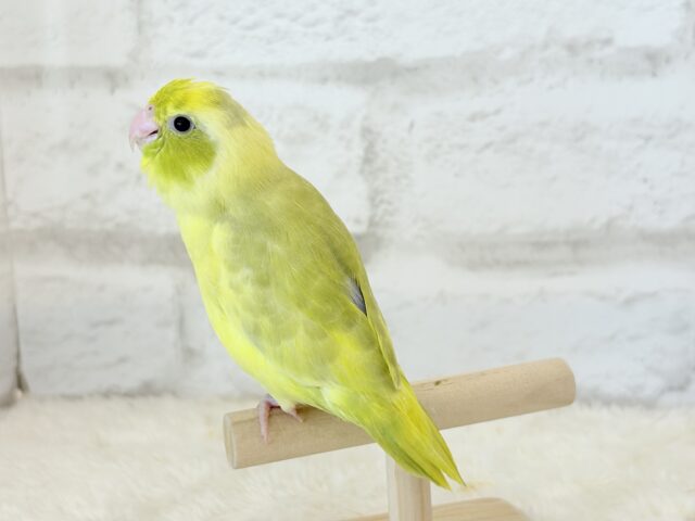 マメルリハ