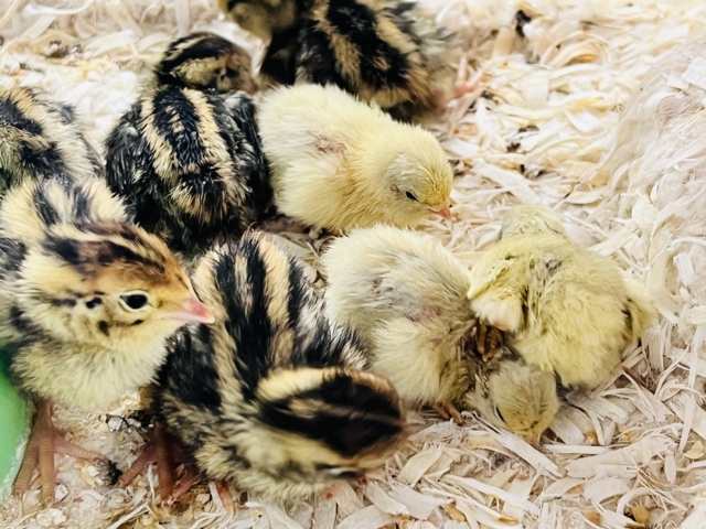 ウズラに続き更に極小ピッ!ヒメウズラの雛が入舎しましたー!!🐣 ヒメウズラ