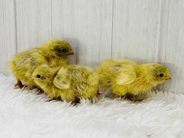 ウズラに続き更に極小ピッ!ヒメウズラの雛が入舎しましたー!!🐣 ヒメウズラ