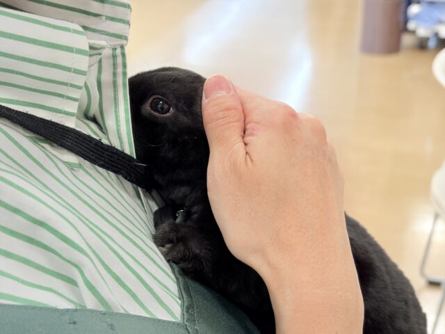 ミニレッキス