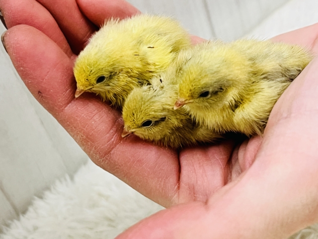 ウズラに続き更に極小ピッ!ヒメウズラの雛が入舎しましたー!!🐣 ヒメウズラ