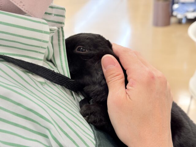 滑らかな触り心地🐰💖ミニレッキス(ブラック)男の子 ミニレッキス