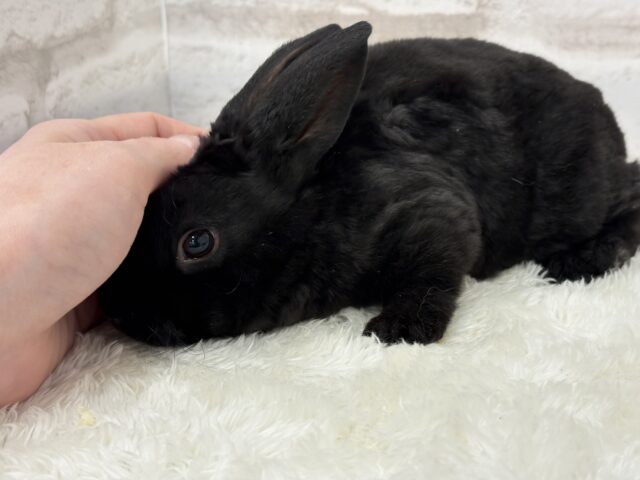 滑らかな触り心地🐰💖ミニレッキス(ブラック)男の子 ミニレッキス