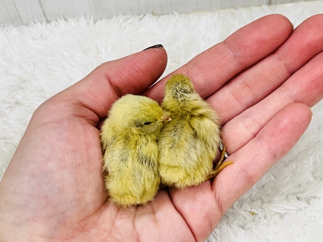 ウズラに続き更に極小ピッ!ヒメウズラの雛が入舎しましたー!!🐣 ヒメウズラ