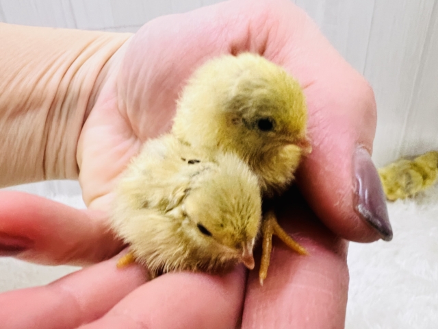 ウズラに続き更に極小ピッ!ヒメウズラの雛が入舎しましたー!!🐣 ヒメウズラ
