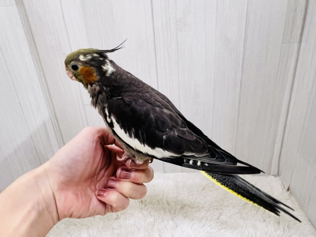 オカメインコ