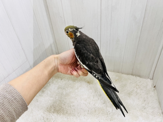 オカメインコ