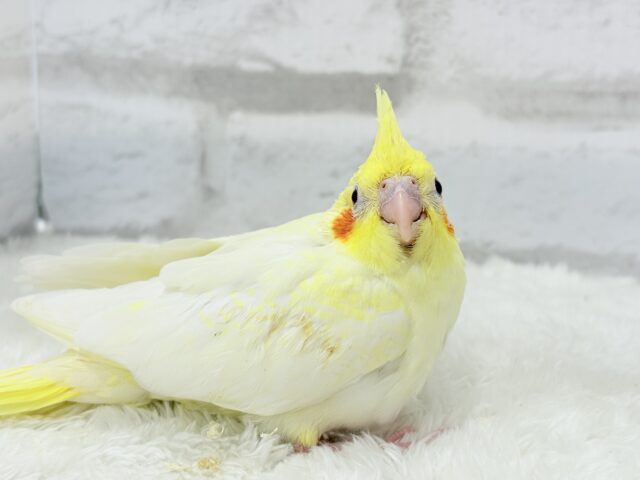 可愛いほっぺ♡可愛いお顔♡可愛い模様♡オカメインコ(ルチノーパール) ヒナ オカメインコ