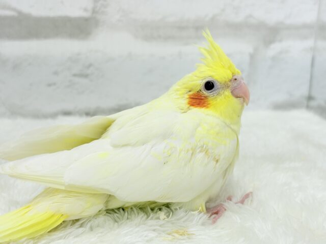 可愛いほっぺ♡可愛いお顔♡可愛い模様♡オカメインコ(ルチノーパール) ヒナ オカメインコ