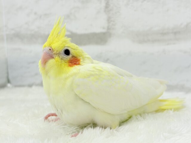 可愛いほっぺ♡可愛いお顔♡可愛い模様♡オカメインコ(ルチノーパール) ヒナ オカメインコ