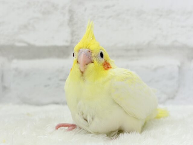 オカメインコ