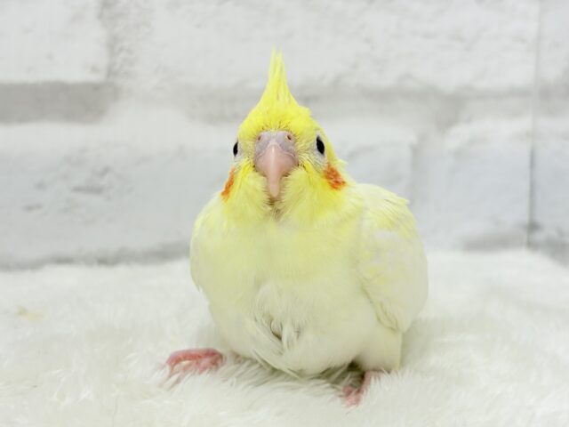 可愛いほっぺ♡可愛いお顔♡可愛い模様♡オカメインコ(ルチノーパール) ヒナ オカメインコ