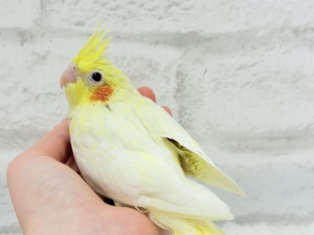 可愛いほっぺ♡可愛いお顔♡可愛い模様♡オカメインコ(ルチノーパール) ヒナ オカメインコ