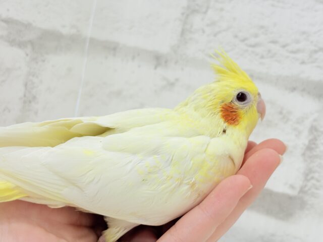 可愛いほっぺ♡可愛いお顔♡可愛い模様♡オカメインコ(ルチノーパール) ヒナ オカメインコ