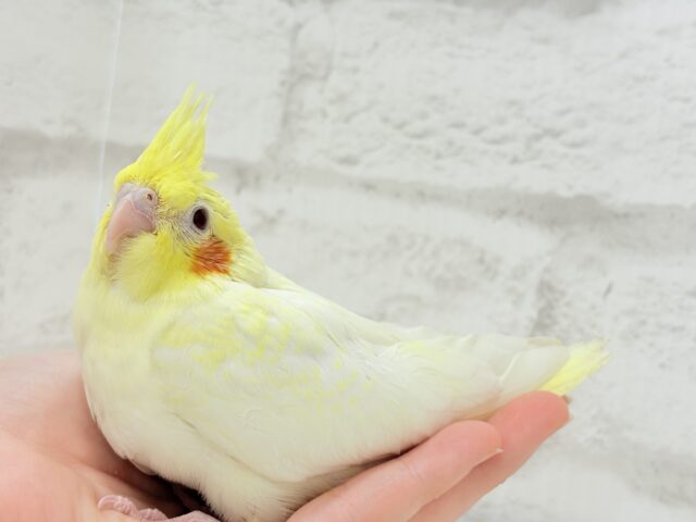 可愛いほっぺ♡可愛いお顔♡可愛い模様♡オカメインコ(ルチノーパール) ヒナ オカメインコ