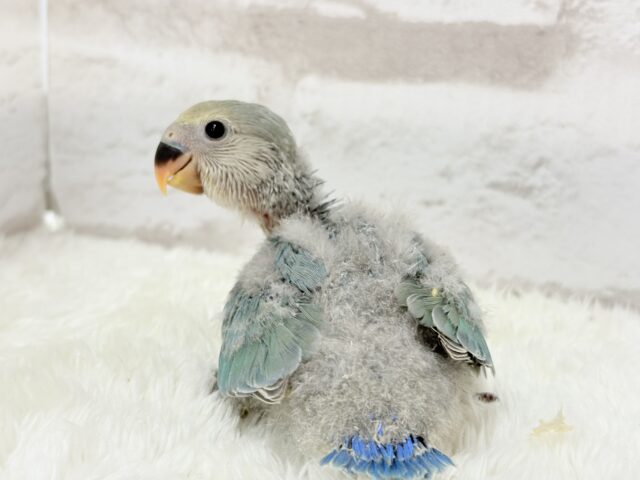 【最新画像更新🪄】チャームポイントはキュルキュルおめめ🐣🫧コザクラインコ(ブルーチェリーパイド) ヒナ コザクラインコ(小桜インコ)