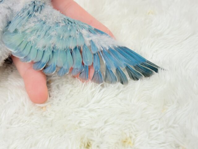 【最新画像更新🪄】チャームポイントはキュルキュルおめめ🐣🫧コザクラインコ(ブルーチェリーパイド) ヒナ コザクラインコ(小桜インコ)