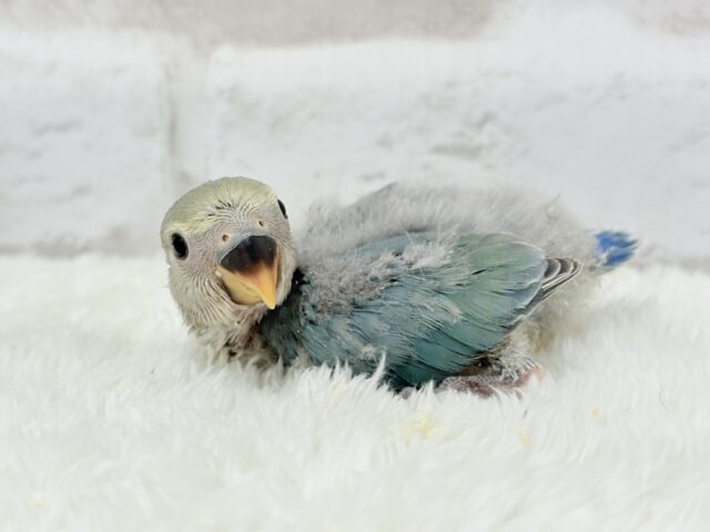 【最新画像更新🪄】チャームポイントはキュルキュルおめめ🐣🫧コザクラインコ(ブルーチェリーパイド) ヒナ コザクラインコ(小桜インコ)