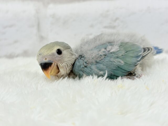 【最新画像更新🪄】チャームポイントはキュルキュルおめめ🐣🫧コザクラインコ(ブルーチェリーパイド) ヒナ コザクラインコ(小桜インコ)