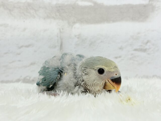 【最新画像更新🪄】チャームポイントはキュルキュルおめめ🐣🫧コザクラインコ(ブルーチェリーパイド) ヒナ コザクラインコ(小桜インコ)