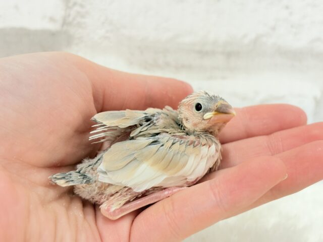 【最新画像更新🪄もうすぐひとり餌☆】ふんわり柔らかクリームラッテ🐣☕️アゲイト文鳥 ヒナ アゲイト文鳥