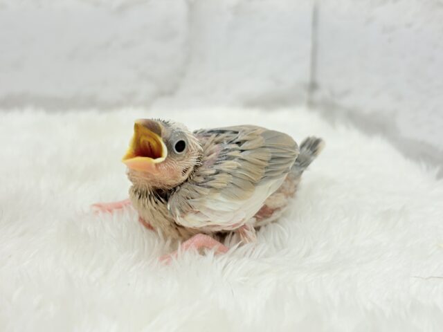 【最新画像更新🪄もうすぐひとり餌☆】ふんわり柔らかクリームラッテ🐣☕️アゲイト文鳥 ヒナ アゲイト文鳥