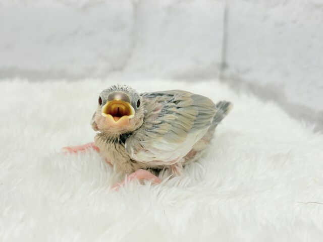 アゲイト文鳥