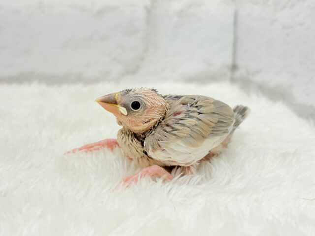 アゲイト文鳥