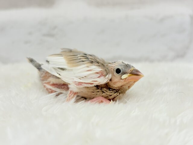 【最新画像更新🪄もうすぐひとり餌☆】ふんわり柔らかクリームラッテ🐣☕️アゲイト文鳥 ヒナ アゲイト文鳥
