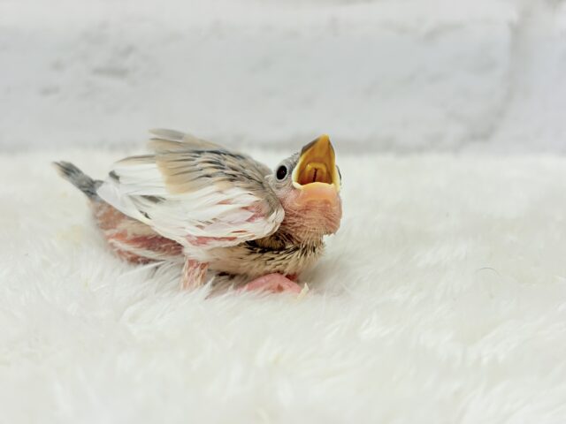 【最新画像更新🪄もうすぐひとり餌☆】ふんわり柔らかクリームラッテ🐣☕️アゲイト文鳥 ヒナ アゲイト文鳥