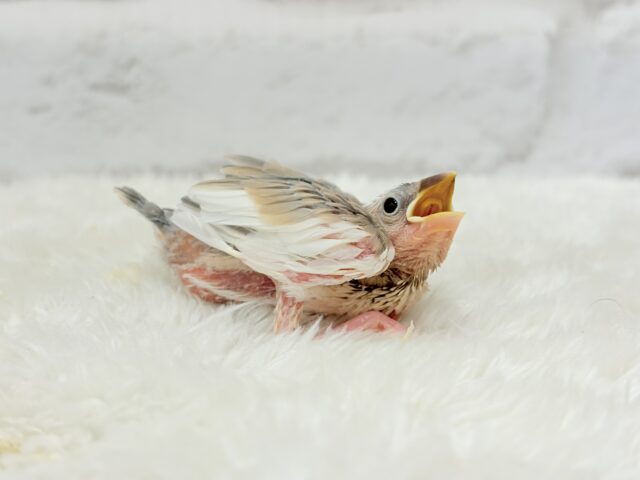 アゲイト文鳥