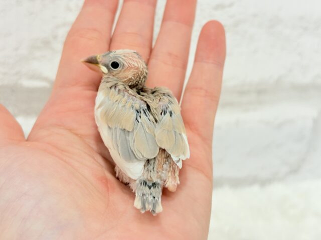 アゲイト文鳥