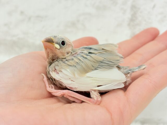 アゲイト文鳥