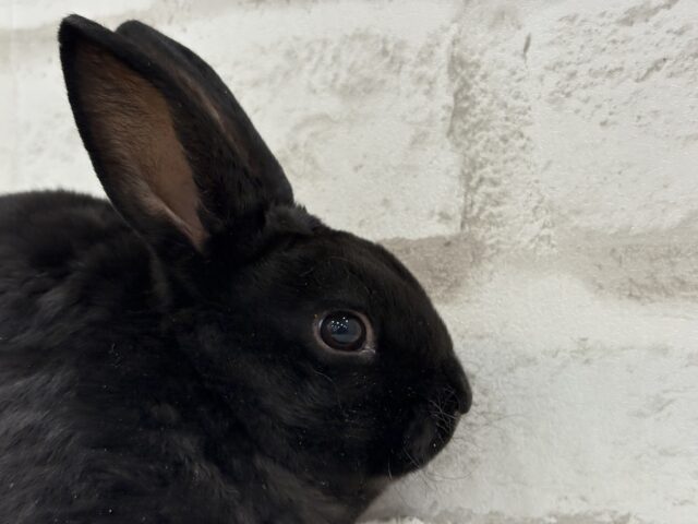 ミニレッキス