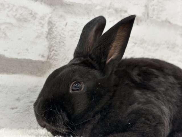 ミニレッキス
