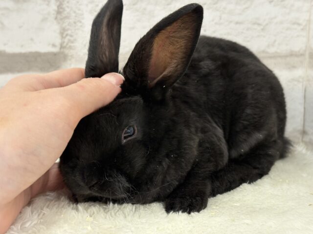 滑らかな触り心地🐰💖ミニレッキス(ブラック)男の子 ミニレッキス