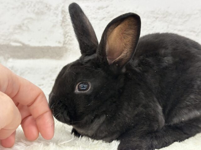 ミニレッキス