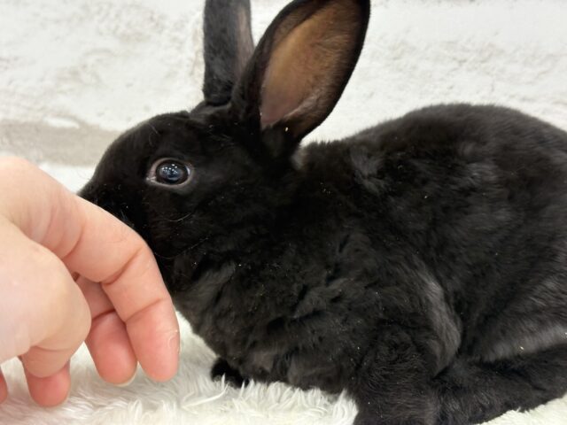 ミニレッキス