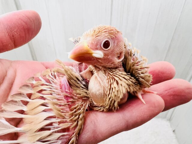 濃厚キャラメル🍬濃く濃くなりました✨シナモン文鳥! シナモン文鳥