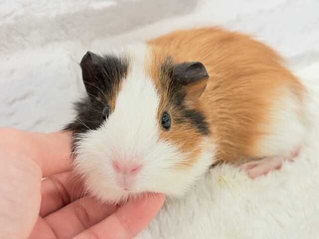 説明画像です