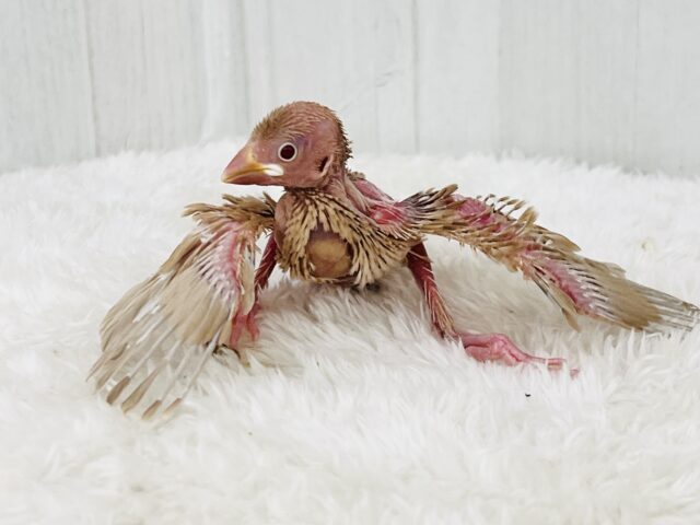 シナモン文鳥
