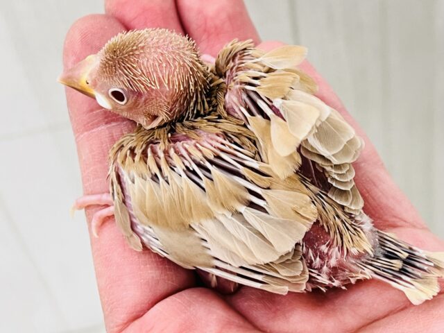 濃厚キャラメル🍬濃く濃くなりました✨シナモン文鳥! シナモン文鳥