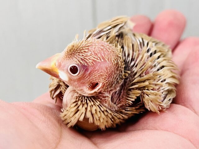 シナモン文鳥
