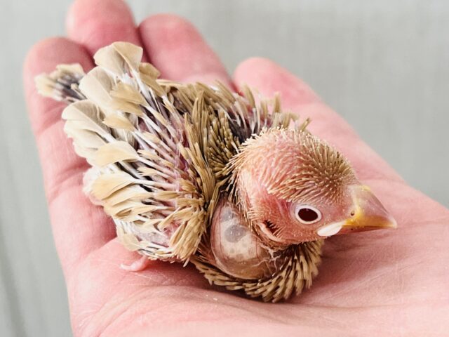 シナモン文鳥