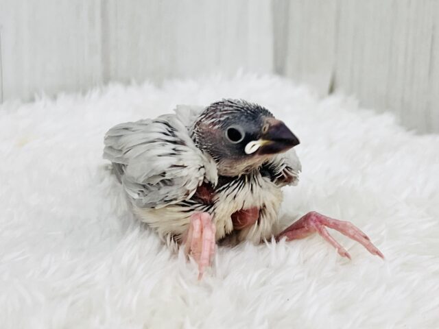 画像更新✨あなたの胸にカムバック❤️煌めくシルバー文鳥! シルバー文鳥