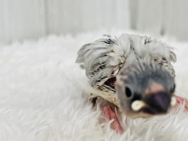 画像更新✨あなたの胸にカムバック❤️煌めくシルバー文鳥! シルバー文鳥