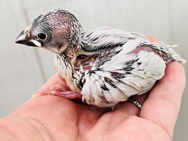 シルバー文鳥